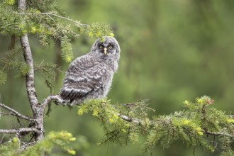 Great Grey Owl (Strix nebulosa) juvenile perched on a branch, British Columbia, Canada