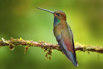 Hummingbird in flight, green forest nature habitat, White-tailed Hillstar, Urochroa bougueri,