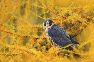 Peregrine Falcon in yellow autumn larch tree . Bird of prey Peregrine Falcon sitting in orange