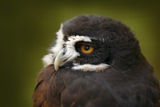 Spectacled Owl, Pulsatrix perspicillata, big owl in the nature habitat, detail close-up portrait,