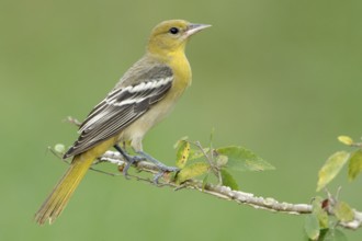 Baltimore Oriole (Icterus galbula) female, Texas, USA