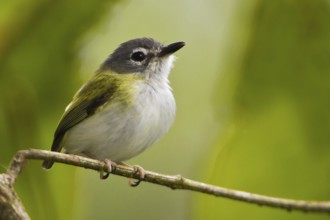 Short-tailed Pygmy Tyrant (Myiornis ecaudatus), Manu National Park, Peru