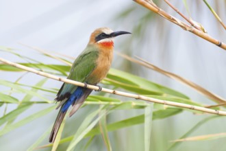 White-fronted Bee-eater (Merops bullockoides), Okavango-Delta, Botswana