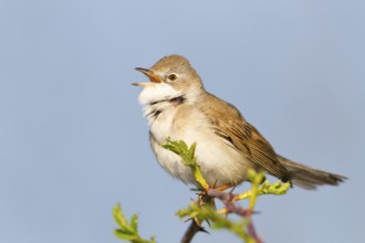Common Whitethroat (Sylvia communis) singing, Baden-Wuerttemberg, Germany