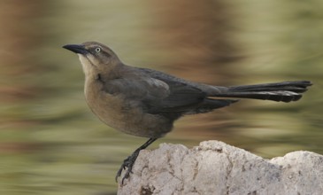 Great-tailed Grackle (Quiscalus mexicanus) female, Arizona, USA