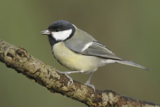 Great Tit (Parus major), North Rhine-Westphalia, Germany