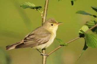 Icterine Warbler (Hippolais icterina), Baden-Wuerttemberg, Germany