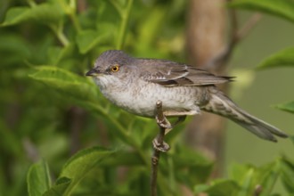 Barred Warbler (Sylvia nisoria), Hungary