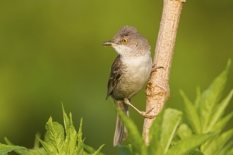 Barred Warbler (Sylvia nisoria), Hungary