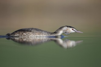 Great Crested Grebe (Podiceps cristatus), Thuringia, Germany