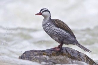 Torrent Duck (Merganetta armata) male, Ecuador