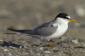 Little Tern (Sternula albifrons), Andalusia, Spain