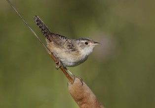 Sedge Wren (Cistothorus platensis), Ohio, USA