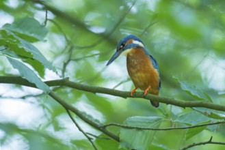 Common Kingfisher (Alcedo atthis) male perched on a branch, Lower Saxony, Germany
