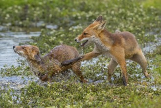 Red Fox (Vulpes vulpes) two young fighting and playing in pond, Netherlands
