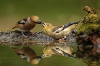 Appelvink man voert jong, Hawfinch male feeding juvenile