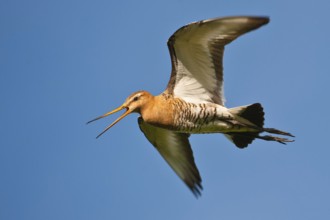 Black-tailed Godwit (Limosa limosa) calling, Schleswig-Holstein, Germany