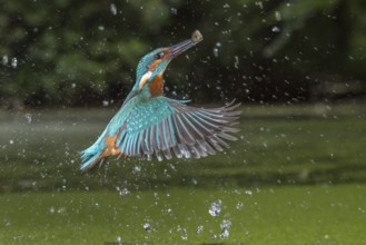Common Kingfisher (Alcedo atthis) male fishing, Lower Saxony, Germany