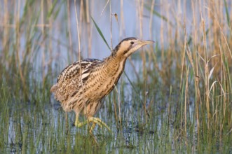 Rohrdommel (Botaurus stellaris) Eurasian Bittern