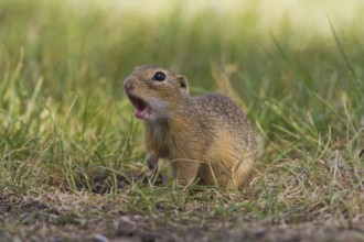 Ziesel, Spermophilus citellus, European ground squirrel