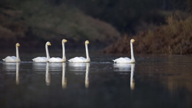 Whooper Swan (Cygnus cygnus), Saxony-Anhalt, Germany