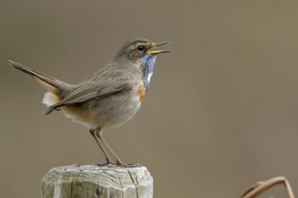 Bluethroat (Luscinia svecica cyanecula) male singing, perched on a pale, North Rhine-Westphalia,
