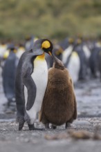 King Penguin (Aptenodytes patagonicus) feeding young, South Georgia