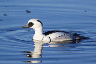 Smew (Mergellus albellus) male, Netherlands