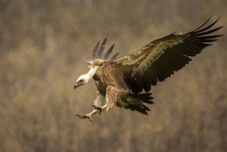 Griffon Vulture (Gyps fulvus) flying, Castile and Leon, Spain