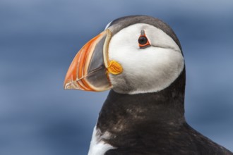 Atlantic Puffin (Fratercula arctica) adult portrait, Farne Islands, United Kingdom