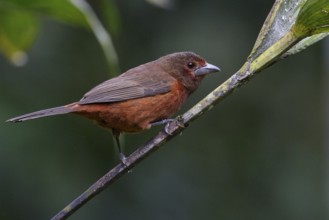 Silver-beaked Tanager (Ramphocelus carbo) perched on a branch in the Amazon in Peru