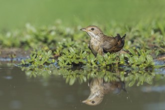 Common Whitethroat (Sylvia communis) at waterhole, Aosta Valley, Italy