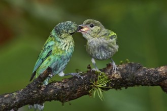 Black-capped Tanager (Tangara heinei) female feeding chick, Ecuador