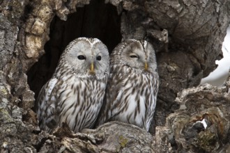 Ural Owl (Strix uralensis japonica), Hokkaido, Japan