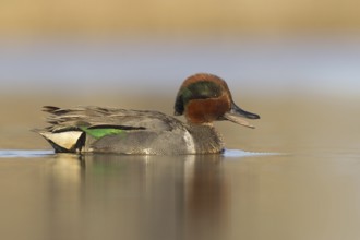 Green-winged Teal (Anas carolinensis) male, Alaska, USA
