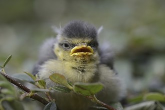 Eurasian Blue Tit (Cyanistes caeruleus) juvenile, Lower Saxony, Germany