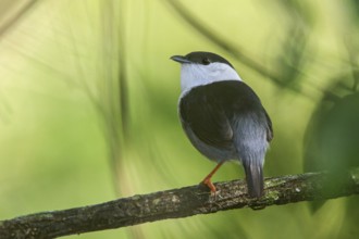 White-bearded Manakin (Manacus manacus) perched on a branch in the Atlantic rainforest of southeast
