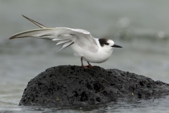 Common Tern-longipennis (Sterna hirundo longipennis), Victoria, Australia