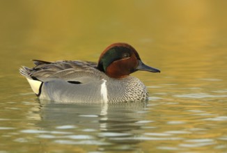 Green-winged Teal (Anas carolinensis) male, British Columbia, Canada