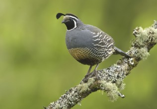 California Quail (Callipepla californica) male, Canada