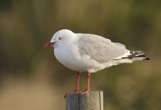 Silver Gull (Chroicocephalus novaehollandiae scopulinus), New Zealand