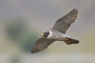 Peregrine Falcon (Falco peregrinus) flying, British Columbia, Canada