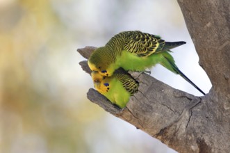 Budgerigar (Melopsittacus undulatus), Queensland, Australia