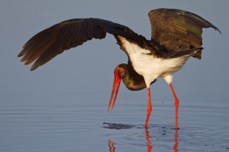Black Stork (Ciconia nigra) foraging, Greece