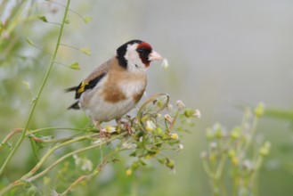 European Goldfinch (Carduelis carduelis), Lake Neusiedl, Austria