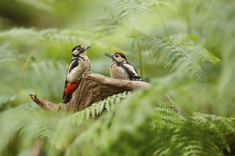 Great Spotted Woodpecker (Dendrocopos major) female with juvenile, Asturias, Spain