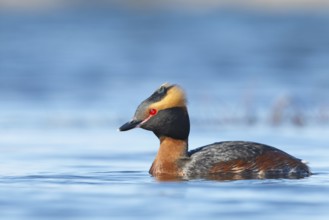 Horned Grebe (Podiceps auritus), Myvatn, Iceland