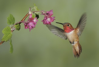 Rufous Hummingbird (Selasphorus rufus) male, British Columbia, Canada