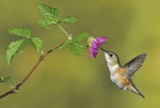 Rufous Hummingbird (Selasphorus rufus) female, British Columbia, Canada