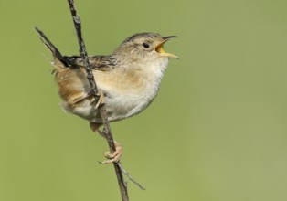 Sedge Wren (Cistothorus platensis) singing, Alberta, Canada